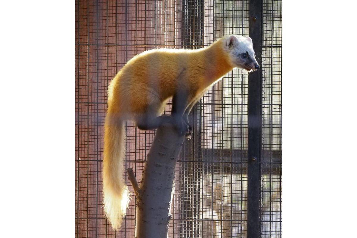 Japanese marten
